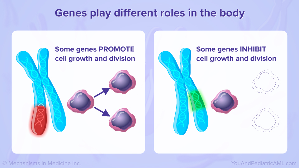 Genes play different roles in the body
