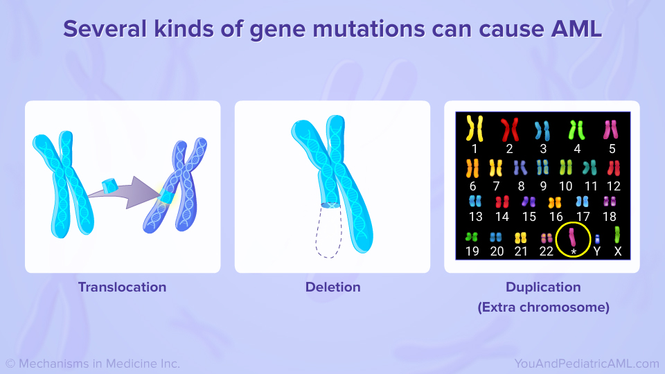 Several kinds of gene mutations can cause AML